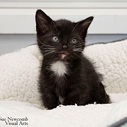 Photo of Domino (adoption pending)
