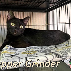 Photo of Pepper Grinder