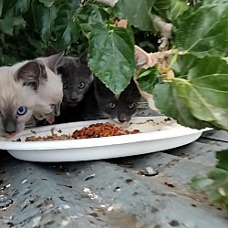 Photo of 5 kittens