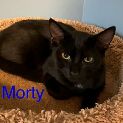 Thumbnail photo of Morty #2