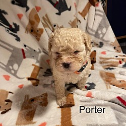 Thumbnail photo of Porter #3