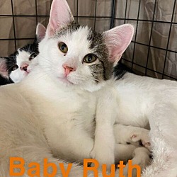 Thumbnail photo of Baby Ruth #1