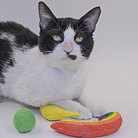 adopt a pet