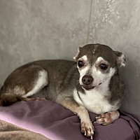 adopt-pet