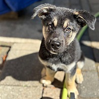 adopt-pet