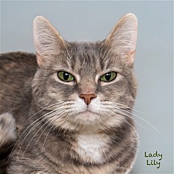 Photo of Lady Lily