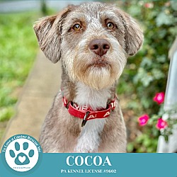 Thumbnail photo of Cocoa 060824 #1