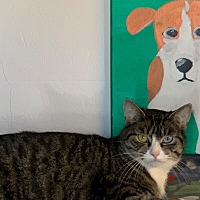 adopt a pet