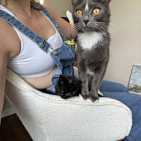 adopt a pet