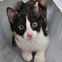 adopt-pet