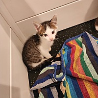 adopt a pet