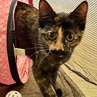 adopt-pet