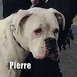 Thumbnail photo of Pierre #1