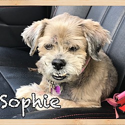 Thumbnail photo of Sophie (deceased) #4