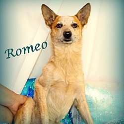 Thumbnail photo of Romeo~meet me! #3