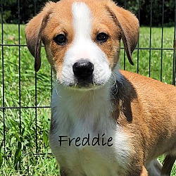 Thumbnail photo of Freddie~adopted! #2