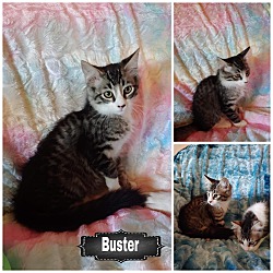 Thumbnail photo of Buster #2