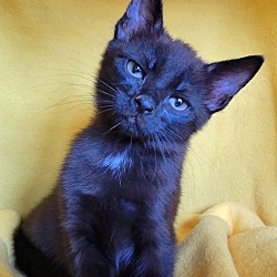 Thumbnail photo of Tourmalina's kitten Spinel #3