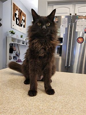 Phoenix, AZ - Maine Coon. Meet Dusty a Pet for Adoption - AdoptaPet.com