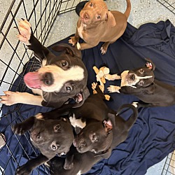 Photo of More puppies!