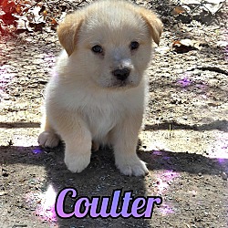Thumbnail photo of Coulter #2