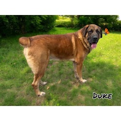 Thumbnail photo of Duke #3