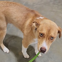 adopt a pet