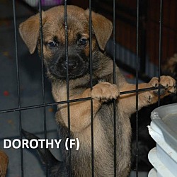 Thumbnail photo of Patriot Babies : Dorothy #1