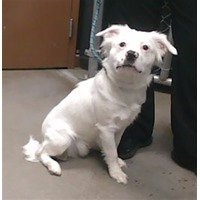 adopt-pet