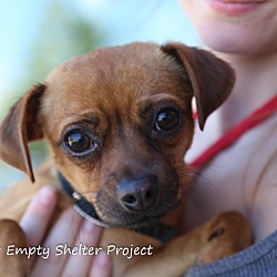 Thumbnail photo of Stella *adoption pending* #1