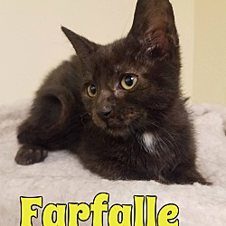 Thumbnail photo of Farfalle #3