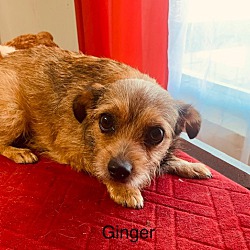 Photo of Ginger ~pending~