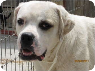 english bulldog great pyrenees mix