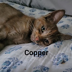 Photo of Copper