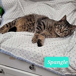 Thumbnail photo of Spangle #4