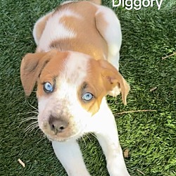 Photo of Diggory
