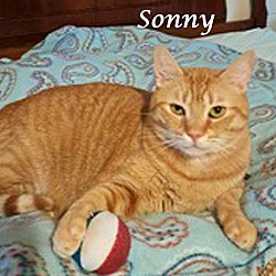 Photo of THE ORANGE FAMILY: SONNY