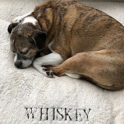 Photo of Whiskey