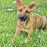 adopt a pet