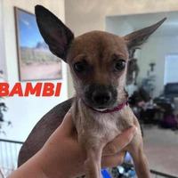 adopt-pet