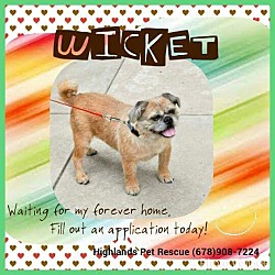 Photo of Wicket