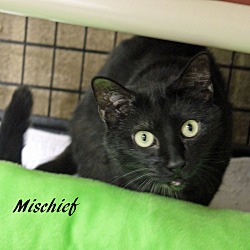 Thumbnail photo of Mischief #3