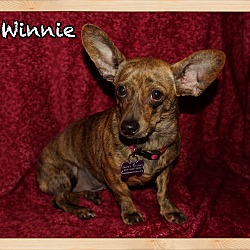 Photo of Winnie