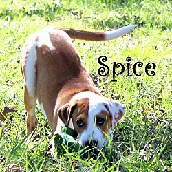 Thumbnail photo of Spice ~ meet me! #3