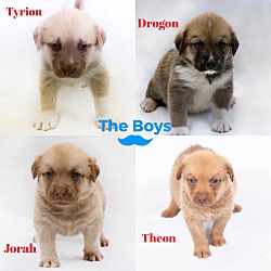 Thumbnail photo of Game of Thrones Litter #4