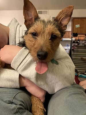 Tulsa Ok Jack Russell Terrier Meet Helsing A Pet For Adoption
