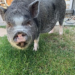 Photo of Hamilton Mr. Pig
