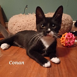 Photo of Conan #St.-Patty's-Day-kitten