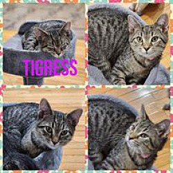 Thumbnail photo of Tigress #1