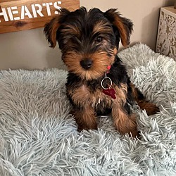 Photo of Gus